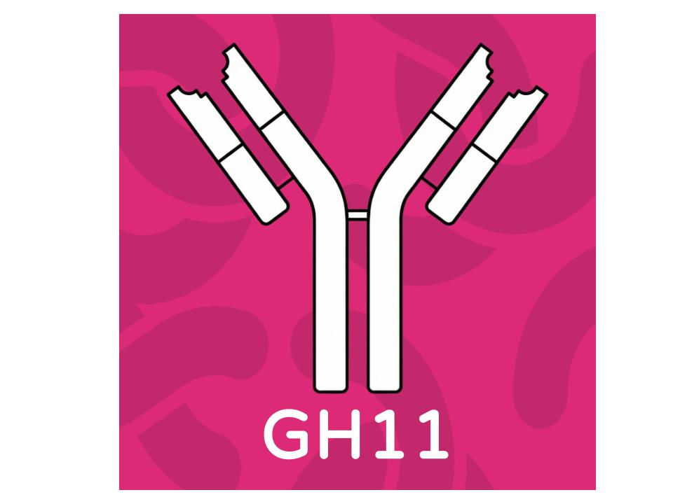 mAb anti human sTLR2 GH11 clone